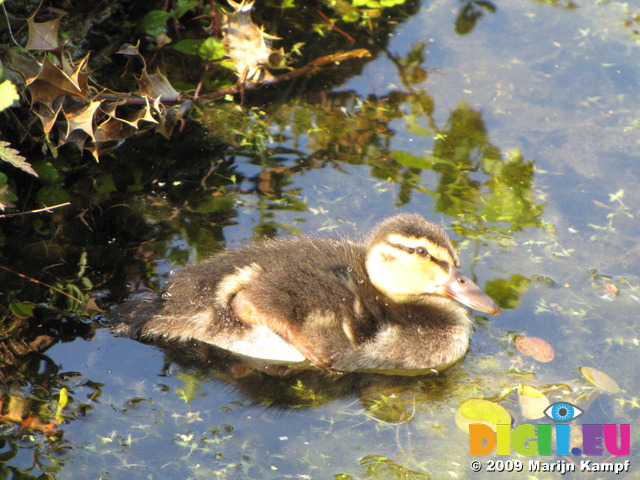 SX06311 Mallard duckling